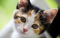 Παρανοϊκή ιδιοκτήτρια έμαθε τη γάτα της να τρώει με πιρούνι... [video]