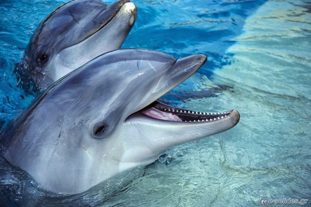 Δικέφαλο δελφίνι βρέθηκε σε παραλία της Σμύρνης στην Τουρκία - Δείτε το μοναδικό αυτό φαινόμενο! [photo] - Φωτογραφία 1