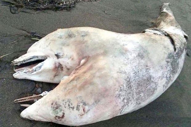 Δικέφαλο δελφίνι βρέθηκε σε παραλία της Σμύρνης στην Τουρκία - Δείτε το μοναδικό αυτό φαινόμενο! [photo] - Φωτογραφία 2