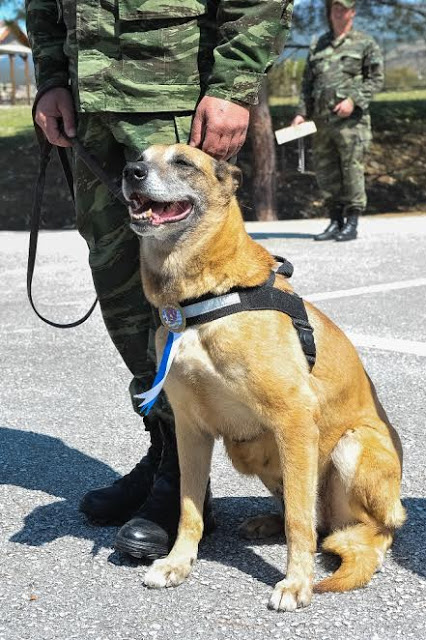Βράβευση Στρατιωτικού Σκύλου - Φωτογραφία 3