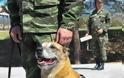 Βράβευση Στρατιωτικού Σκύλου - Φωτογραφία 3
