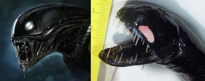 Το τρομακτικό πλάσμα του βυθού που μοιάζει με Alien... [photos] - Φωτογραφία 6