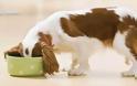 6 άκρως επικίνδυνες τροφές για τους σκύλους σας