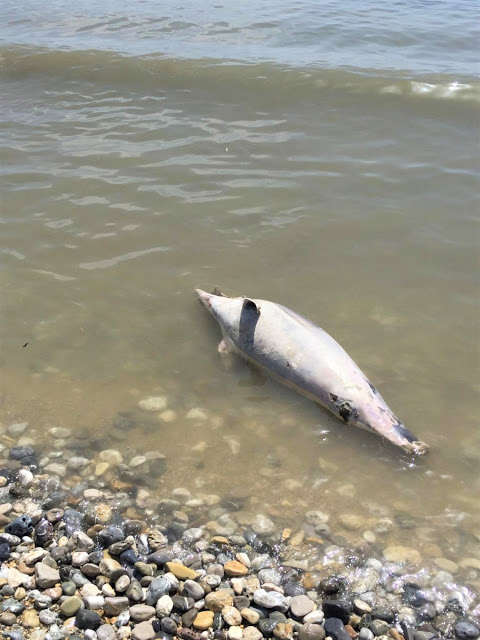 Και δεύτερο νεκρό δελφίνι με κομμένη την ουρά στο Τημένιο – Νεκρή και μία καρέτα - Φωτογραφία 3