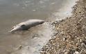 Και δεύτερο νεκρό δελφίνι με κομμένη την ουρά στο Τημένιο – Νεκρή και μία καρέτα - Φωτογραφία 1
