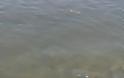 Και δεύτερο νεκρό δελφίνι με κομμένη την ουρά στο Τημένιο – Νεκρή και μία καρέτα - Φωτογραφία 2