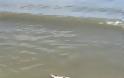 Και δεύτερο νεκρό δελφίνι με κομμένη την ουρά στο Τημένιο – Νεκρή και μία καρέτα - Φωτογραφία 3