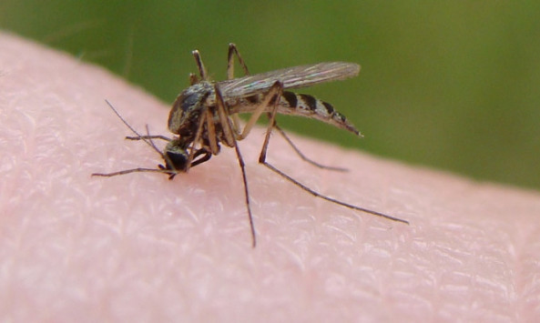 Τι κάνει ορισμένους ανθρώπους πιο… θελκτικούς στα κουνούπια - Φωτογραφία 1