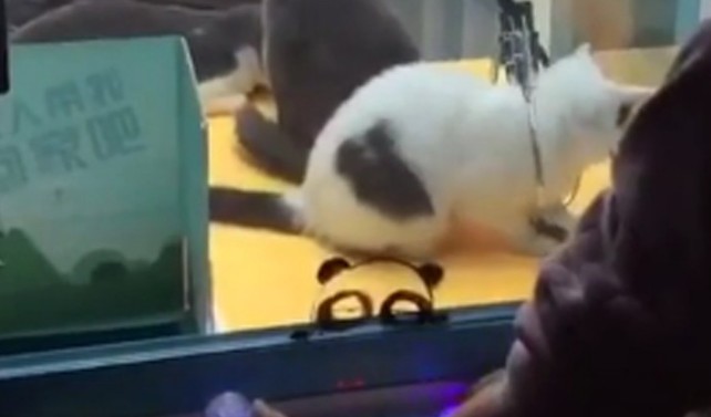 ΑΠΑΝΘΡΩΠΟ: Έβαλαν ζωντανές γάτες σε «παιχνίδι» με λούτρινα [video] - Φωτογραφία 1