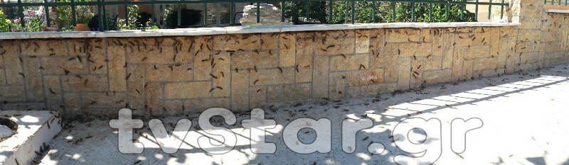 Απίστευτο φαινόμενο στη Λαμία: Χιλιάδες κάμπιες κυκλοφορούν στην πόλη και... [photos+video] - Φωτογραφία 12