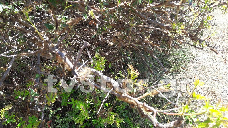 Απίστευτο φαινόμενο στη Λαμία: Χιλιάδες κάμπιες κυκλοφορούν στην πόλη και... [photos+video] - Φωτογραφία 14