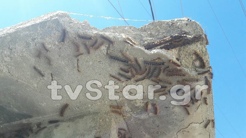 Απίστευτο φαινόμενο στη Λαμία: Χιλιάδες κάμπιες κυκλοφορούν στην πόλη και... [photos+video] - Φωτογραφία 17