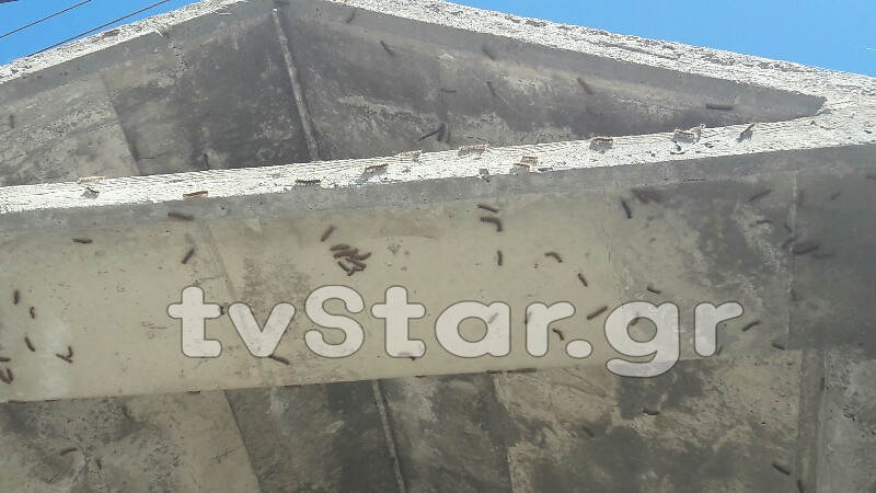Απίστευτο φαινόμενο στη Λαμία: Χιλιάδες κάμπιες κυκλοφορούν στην πόλη και... [photos+video] - Φωτογραφία 4