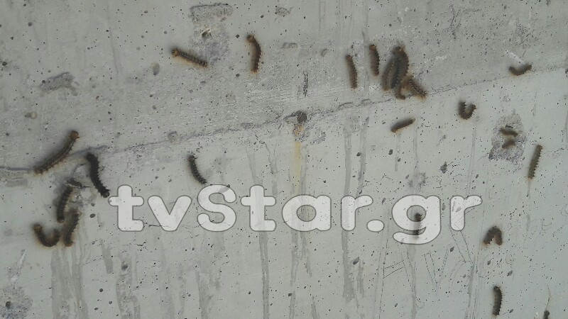 Απίστευτο φαινόμενο στη Λαμία: Χιλιάδες κάμπιες κυκλοφορούν στην πόλη και... [photos+video] - Φωτογραφία 7