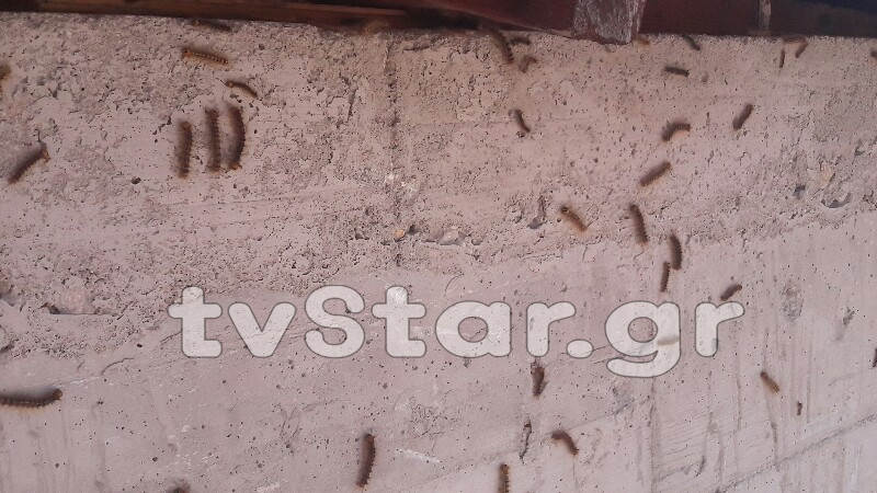 Απίστευτο φαινόμενο στη Λαμία: Χιλιάδες κάμπιες κυκλοφορούν στην πόλη και... [photos+video] - Φωτογραφία 8