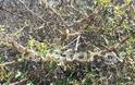 Απίστευτο φαινόμενο στη Λαμία: Χιλιάδες κάμπιες κυκλοφορούν στην πόλη και... [photos+video] - Φωτογραφία 13