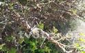 Απίστευτο φαινόμενο στη Λαμία: Χιλιάδες κάμπιες κυκλοφορούν στην πόλη και... [photos+video] - Φωτογραφία 14