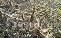 Απίστευτο φαινόμενο στη Λαμία: Χιλιάδες κάμπιες κυκλοφορούν στην πόλη και... [photos+video] - Φωτογραφία 15
