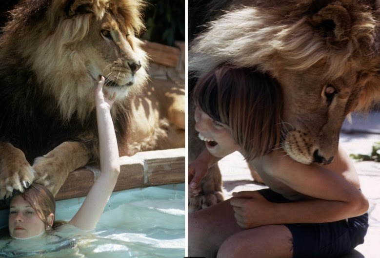 Σοκ - Αυτή η οικογένεια ζούσε με ένα πραγματικό Λιοντάρι! [photos] - Φωτογραφία 5