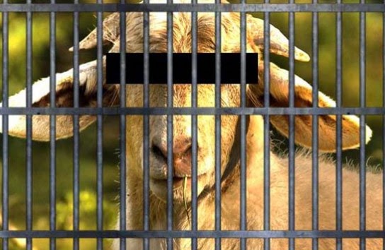 Δεν θα το πιστεύετε... Αυτά είναι τα ζώα που κατέληξαν στη φυλακή... [photos] - Φωτογραφία 1