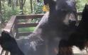 Η επίμονη αρκούδα που ήθελε μπράουνις - Φωτογραφία 2