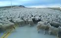 Τόσα πρόβατα παίζει να μην έχετε ξαναδεί ποτέ! [video]