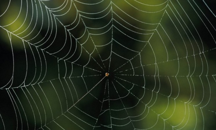 ΤΡΟΜΑΚΤΙΚΟ: Δείτε την αράχνη που έχει μέγεθος κουταβιού και τρώει πουλιά [photo] - Φωτογραφία 1