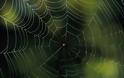 ΤΡΟΜΑΚΤΙΚΟ: Δείτε την αράχνη που έχει μέγεθος κουταβιού και τρώει πουλιά [photo]
