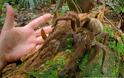 ΤΡΟΜΑΚΤΙΚΟ: Δείτε την αράχνη που έχει μέγεθος κουταβιού και τρώει πουλιά [photo] - Φωτογραφία 2