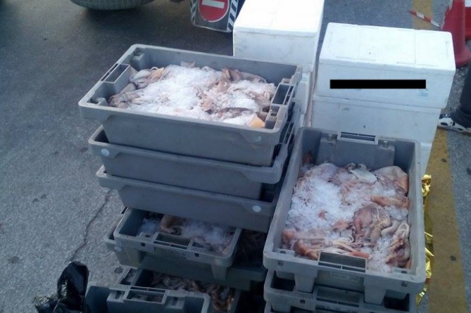 237 κιλά παράνομα αλιεύματα βρέθηκαν σε φορτηγό-ψυγείο στο λιμάνι Μυτιλήνης- Σε ιδρύματα δόθηκαν τα κατασχεθέντα αλιεύματα - Φωτογραφία 1