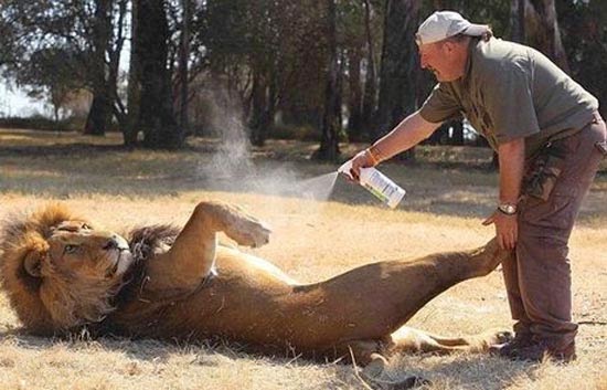 Αυτό είναι το μεγαλύτερο λιοντάρι στον κόσμο ! [photos] - Φωτογραφία 1