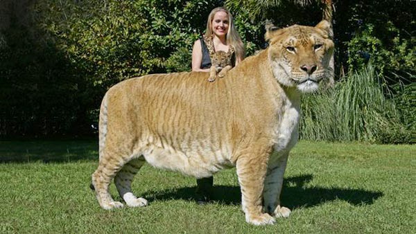 Αυτό είναι το μεγαλύτερο λιοντάρι στον κόσμο ! [photos] - Φωτογραφία 3