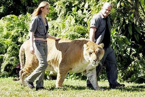 Αυτό είναι το μεγαλύτερο λιοντάρι στον κόσμο ! [photos] - Φωτογραφία 4