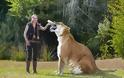 Αυτό είναι το μεγαλύτερο λιοντάρι στον κόσμο ! [photos] - Φωτογραφία 2