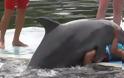 ΑΠΙΣΤΕΥΤΟ!  Δείτε τι κάνει το δελφίνι στην κοπέλα... [video]