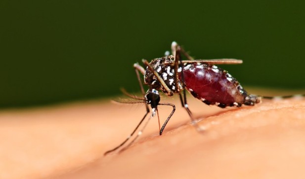 Γιατί τα κουνούπια τσιμπάνε κάποιους και κάποιους άλλους όχι - Φωτογραφία 1