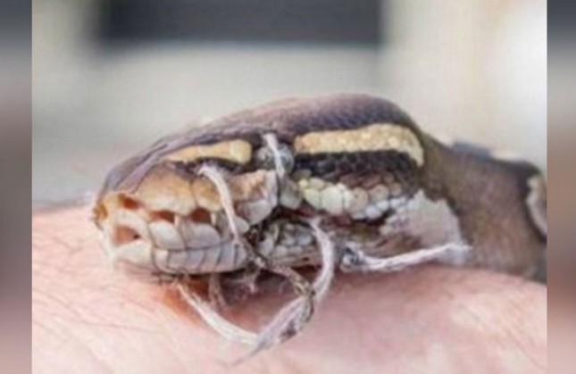 Βρήκαν ένα φίδι στην αυλή του σπιτιού τους - Μόλις όμως κοίταξαν πιο προσεκτικά το ατόμα του, Πάγωσαν [video] - Φωτογραφία 1