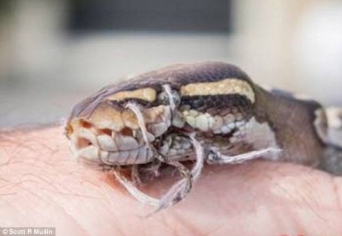 Βρήκαν ένα φίδι στην αυλή του σπιτιού τους - Μόλις όμως κοίταξαν πιο προσεκτικά το ατόμα του, Πάγωσαν [video] - Φωτογραφία 2