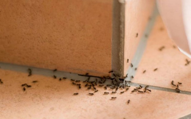 Μυρμήγκια στο σπίτι: 6 φυσικές τεχνικές για να απαλλαγείτε οριστικά - Φωτογραφία 1