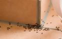 Μυρμήγκια στο σπίτι: 6 φυσικές τεχνικές για να απαλλαγείτε οριστικά