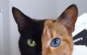 Venus, η γάτα με τα δυο πρόσωπα! [video] - Φωτογραφία 3