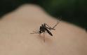 Γιατί τα κουνούπια έχουν προτιμήσεις στο ποιον θα τσιμπήσουν