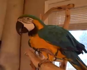 Ξεκαρδιστικό video: Δεν έχετε ξανακούσει παπαγάλο να γελάει έτσι - Φωτογραφία 1