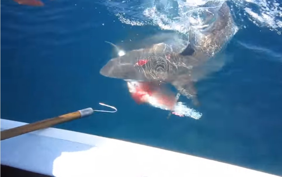 Επίθεση καρχαρία live on camera! [video] - Φωτογραφία 1