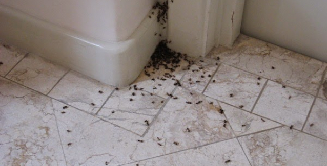 Μυρμήγκια στο σπίτι: Ποια τα 6 φυσικά κόλπα για να απαλλαγείτε οριστικά - Φωτογραφία 1