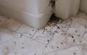 Μυρμήγκια στο σπίτι: Ποια τα 6 φυσικά κόλπα για να απαλλαγείτε οριστικά