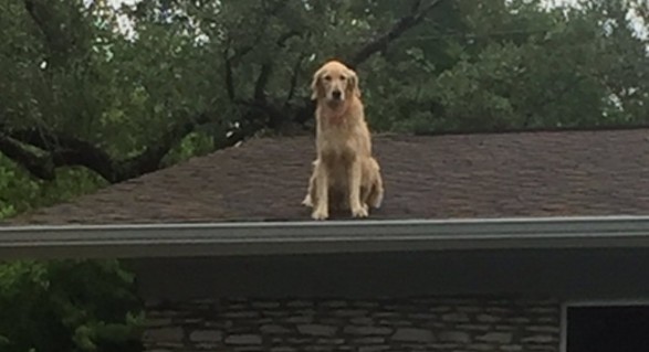 Ο σκύλος που σκαρφαλώνει στη στέγη και η πινακίδα που έβαλαν οι ιδιοκτήτες του - Φωτογραφία 1