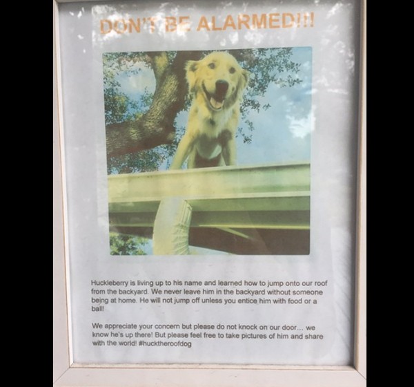 Ο σκύλος που σκαρφαλώνει στη στέγη και η πινακίδα που έβαλαν οι ιδιοκτήτες του - Φωτογραφία 2