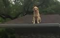 Ο σκύλος που σκαρφαλώνει στη στέγη και η πινακίδα που έβαλαν οι ιδιοκτήτες του - Φωτογραφία 1