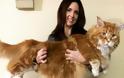 Ομάρ - Η μεγαλύτερη γάτα στον κόσμο!